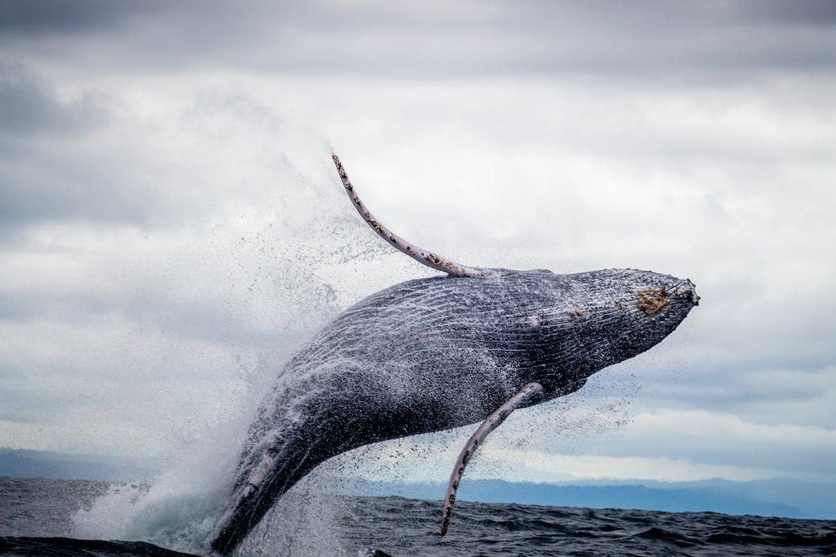 Découvrez les merveilles des animaux marins et leur impact vital sur