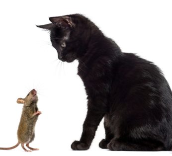 Rats et animaux domestiques : comprendre les risques et protéger vos compagnons