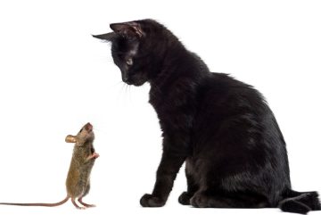 Rats et animaux domestiques : comprendre les risques et protéger vos compagnons