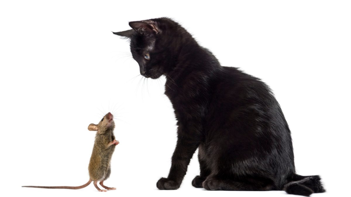 Rats et animaux domestiques : comprendre les risques et protéger vos compagnons